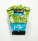 alface crespa mistral un