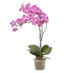 orquidea phalaenopsis 2 hastes