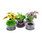 flor hidrocultura variada pt06 un