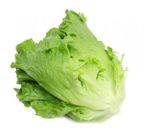 alface americana organica vida un