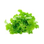 alface mimosa organica vida un