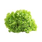 alface crespa organica vida un