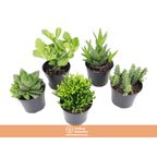 suculentas especiais variadas p09 un