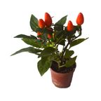 pimenta ornamental pote 06