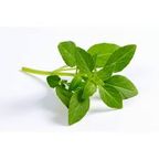 manjericao miguel pilon un