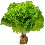 alface crespa vida verde un