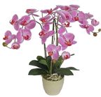orquidea phalaenopsis mix pt12/15