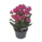 flor kalanchoe dobrado pote 11