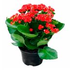 flor kalanchoe pt15