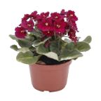 flor violeta pote 11