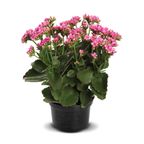 flor kalanchoe pote 11