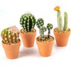 cactus mini un