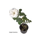 flor rosa mini pt 06