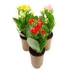 flor mini kalanchoe dobrado pt06/09