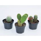 cactus variado p11 un