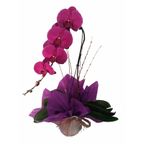 phalaenopsis especial cascata