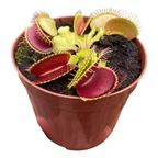 planta carnivora dionaea pote 09 un